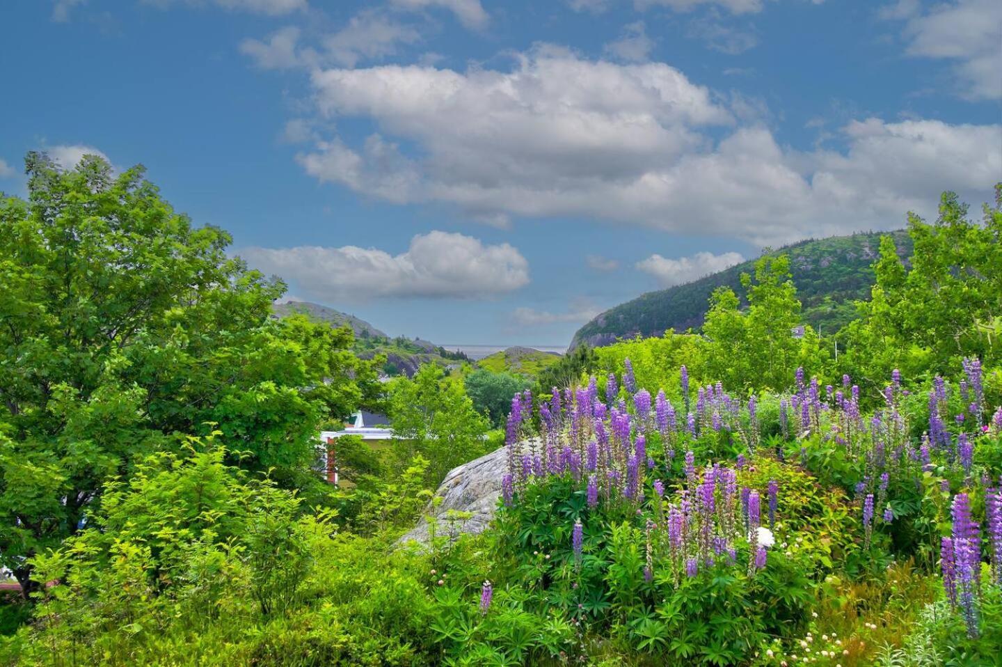 The Vista At Quidi Vidi - Stunning Views & Trails Villa St. John's Buitenkant foto